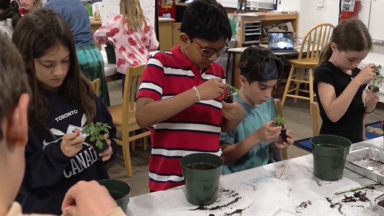 Modal Image Opens to lightbox video-four students plant tomato plants